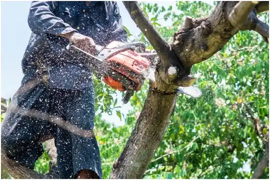 tree services Skyline View